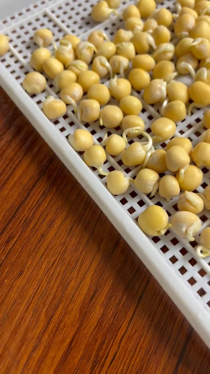 半个月时间挑战水培豌豆苗的第四天，距离上次观察已经过了一整天了，牙齿粗壮了很多，