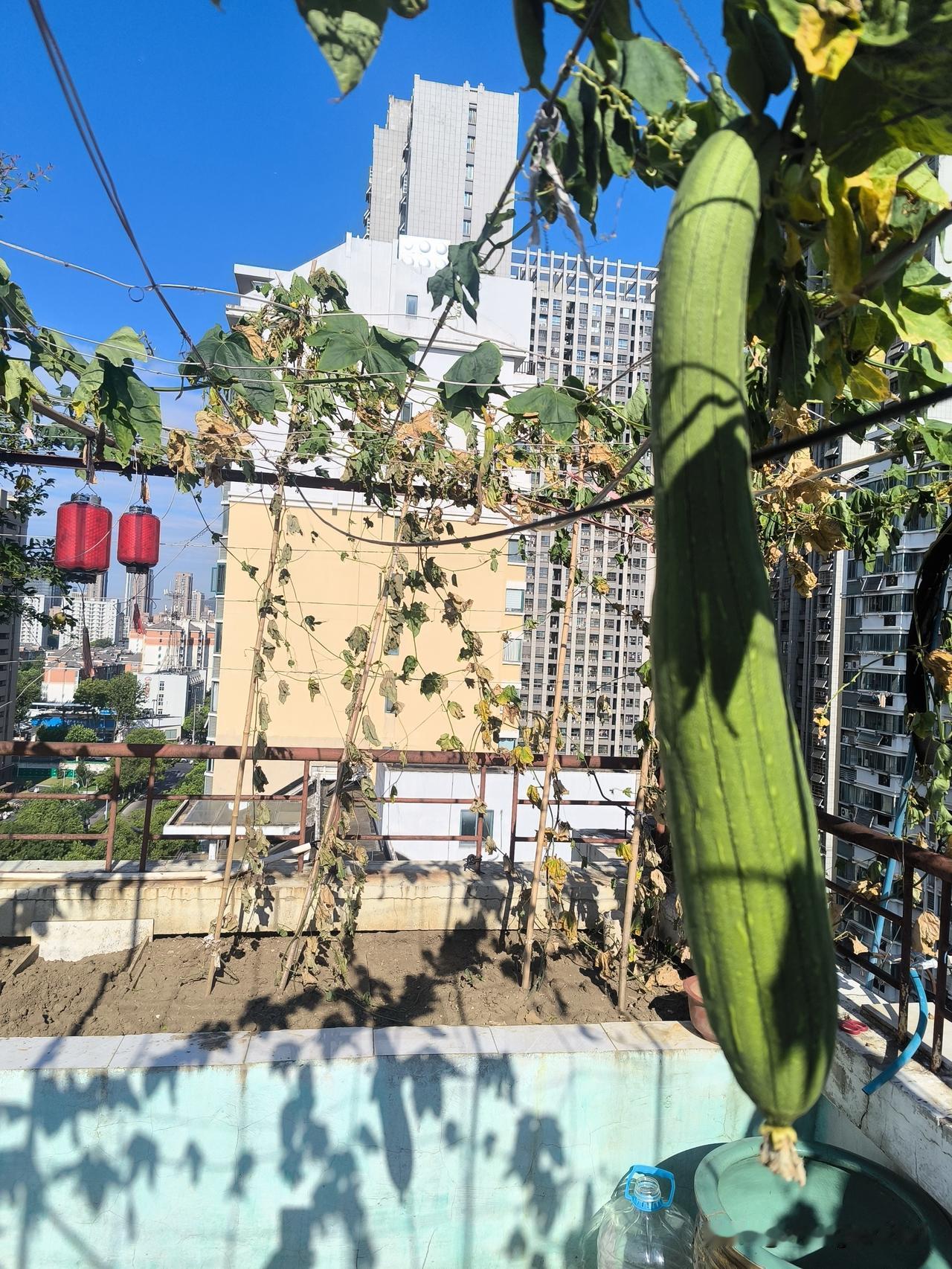 酷暑高温似火烧，
楼顶丝瓜半枯焦；
城市农村都煎熬，
自我保护最重要。