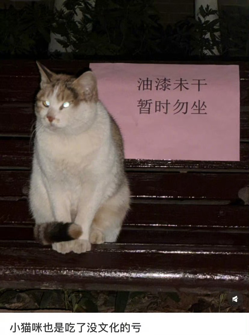 这你就不懂了吧小猫这是在言传身教但凡小猫识字就不会吃亏爆笑段子研究所
