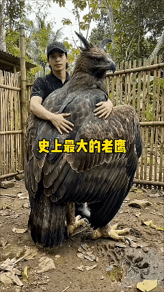 史上最大的老鹰 ！[泣不成声]