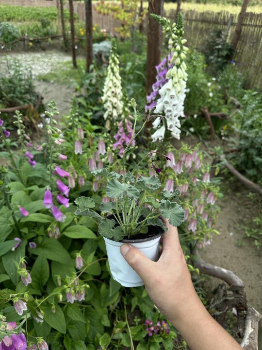 狭花块根洋葵·英格兰堇