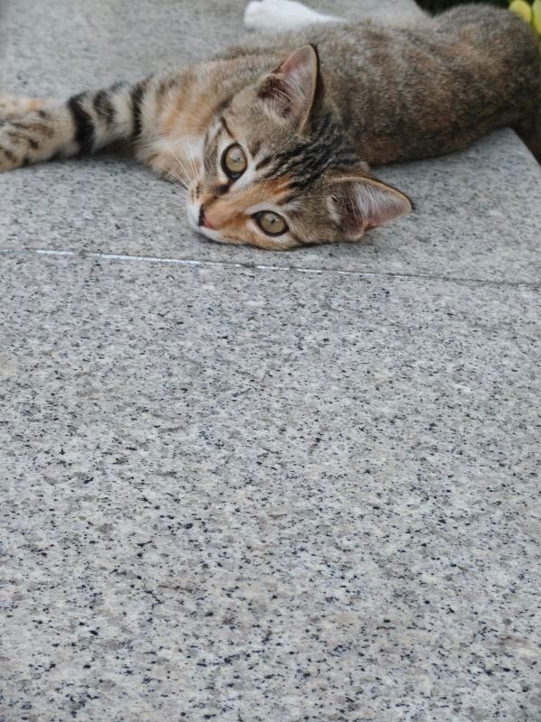 15718只狸这个小李华一直在勾引我 