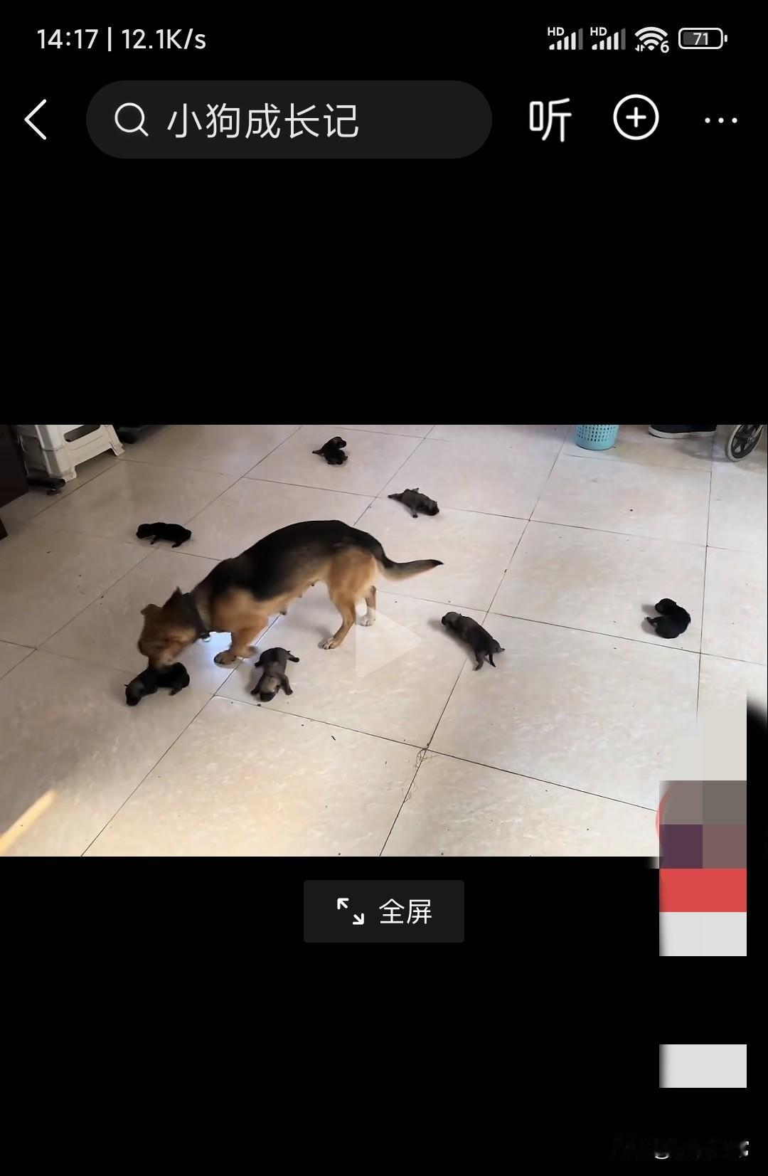 这个狗妈妈真会带孩子，7个小奶狗都跑出外面了，狗妈妈把小奶狗一个一的刁回狗窝里面