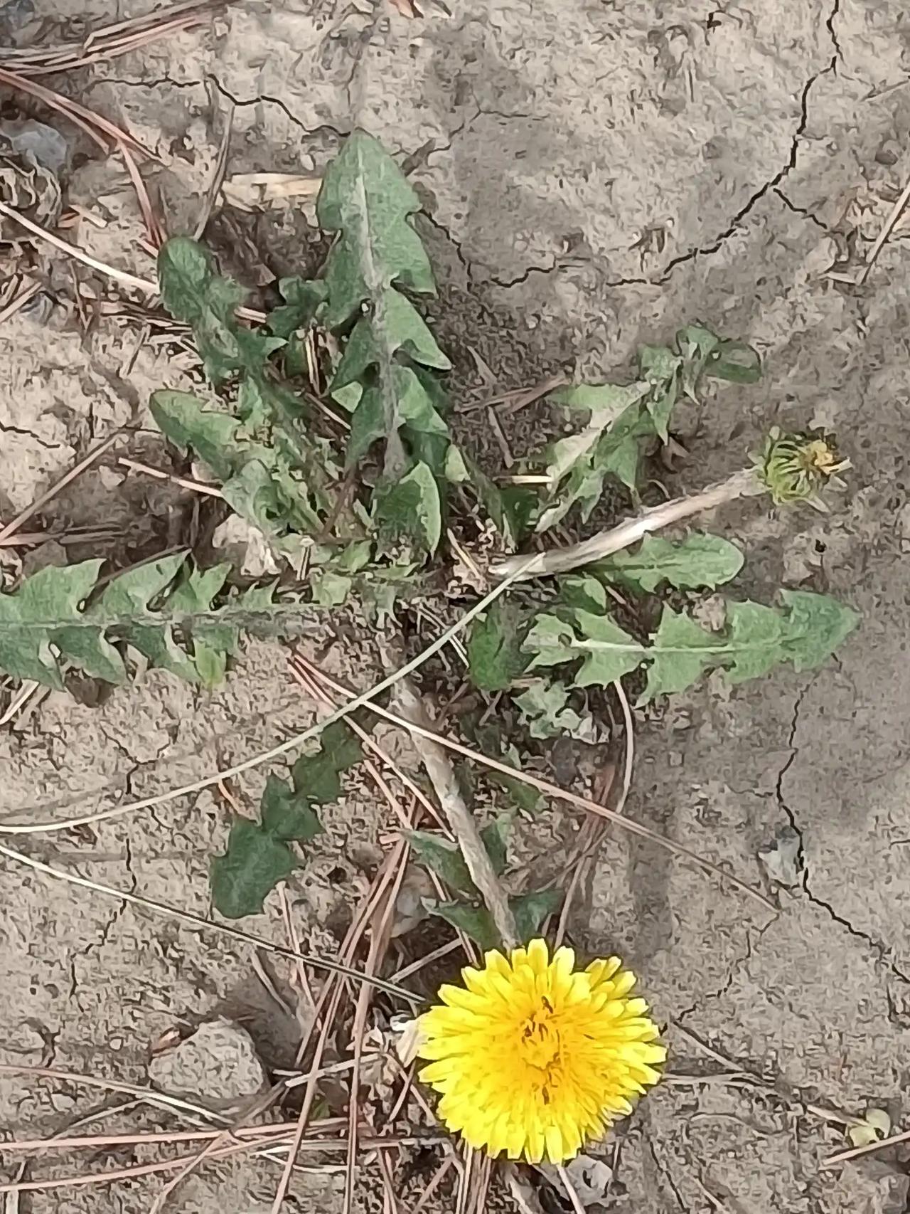 春日里拍到的第一朵蒲公英黄花。

憋了一冬天了！春雨一洒下来，就发叶开花结春籽啦