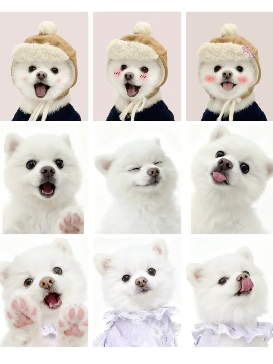 🐶小狗九宫格证件照｜这也太可爱了😍