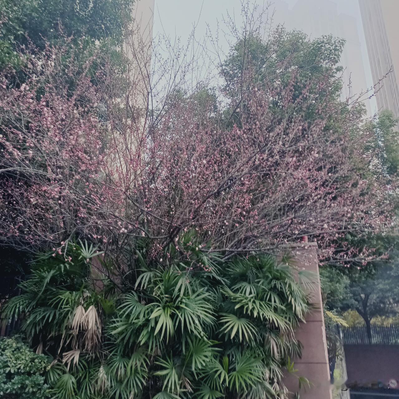 上班的路上，遇上小惊喜
拐过小区门口的转角，就被眼前这一团粉粉嫩嫩的东西撞了个正