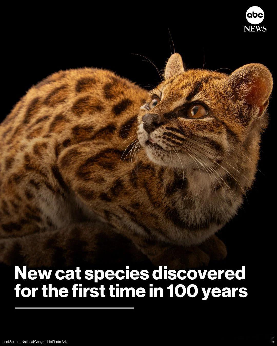 【热帖】时隔100年发现新的猫科动物物种，是新咪咪这种在当地居民中被称为“Til