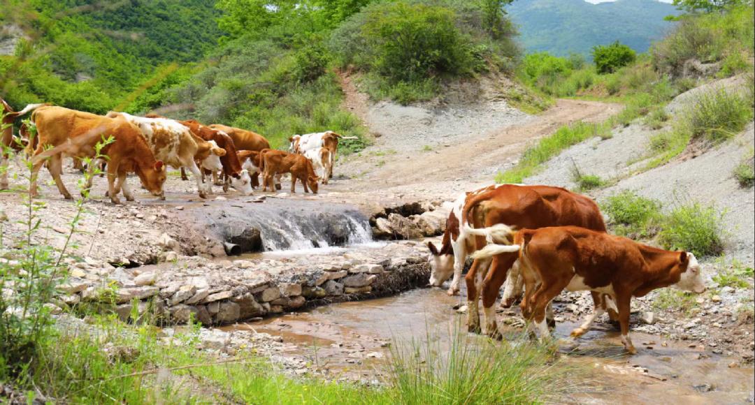 中国人终于在吃牛这件事上支棱起来了