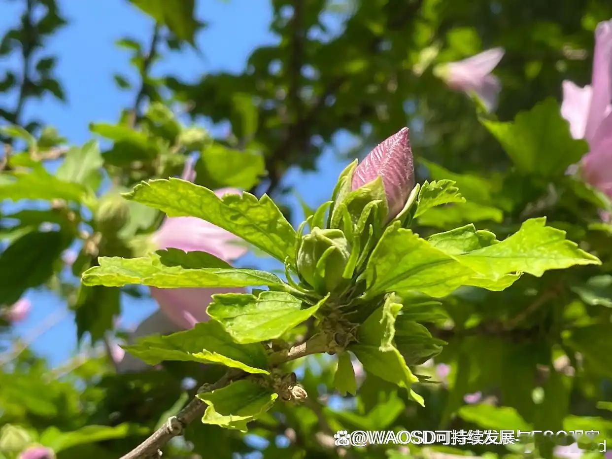 人工智能助力生物多样性：弥合知识鸿沟，共创可持续未来图源：© Amphitrit
