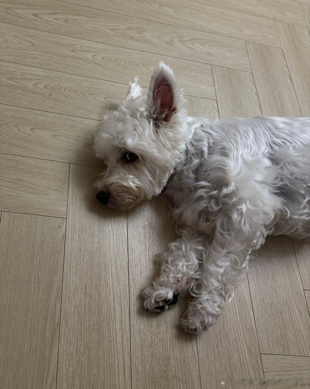 不呆偷瞄妈妈的小呆🐶 