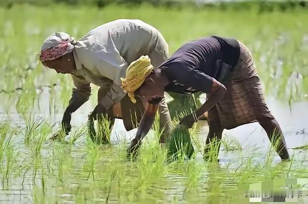 印度终于买到尿素了！全球都好奇，哪个国家敢卖给印度？虽然每吨接近1000美元，但