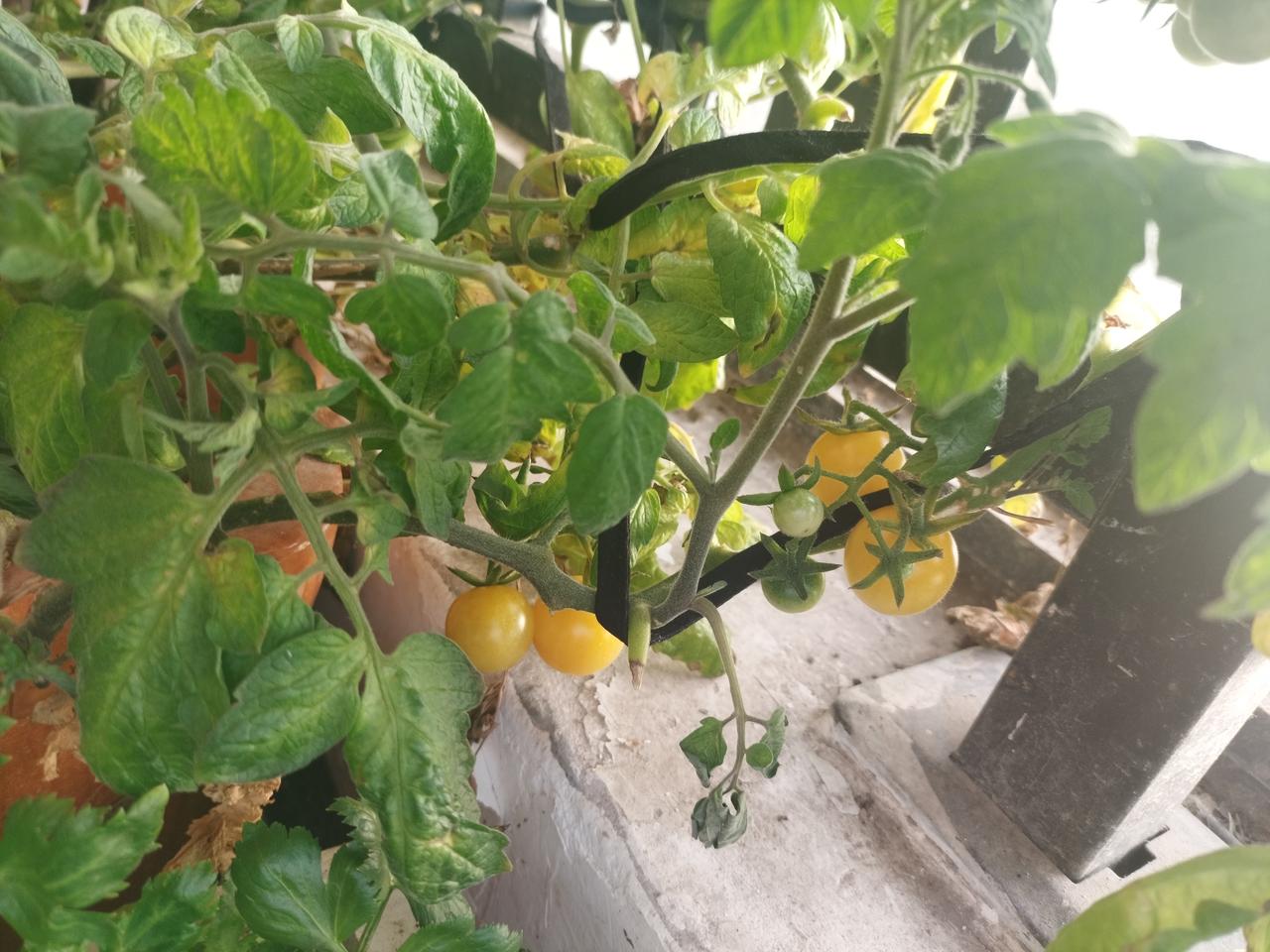 孩子大了，心眼多了，管不了了，压岁钱也不交公了。
两个妹妹远在广州，每年过年都是