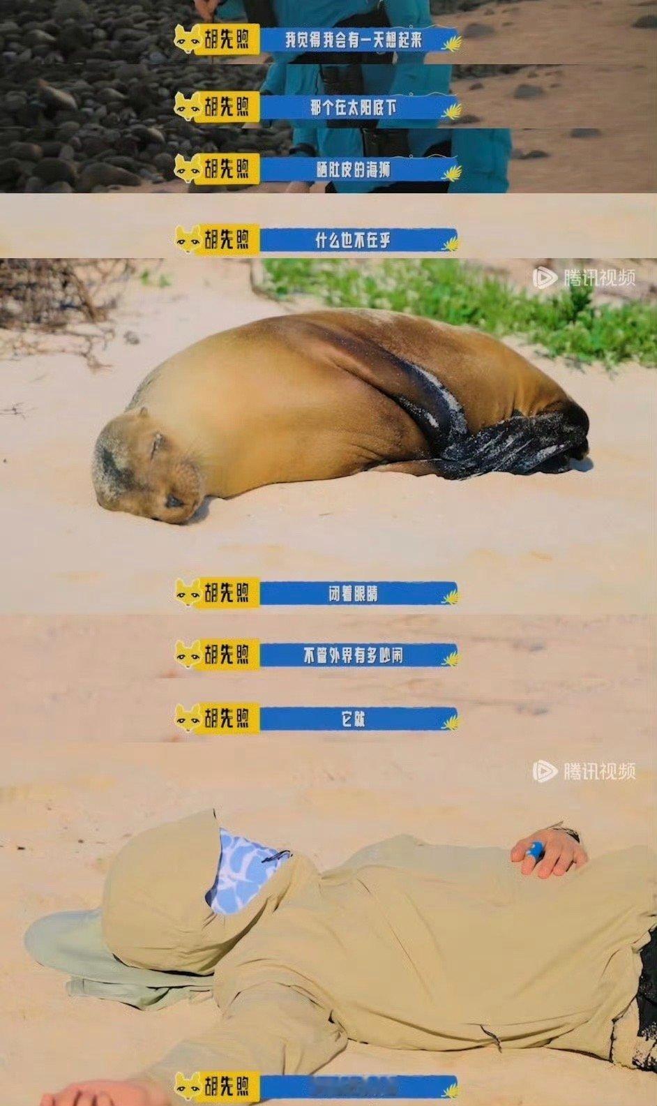 胡先煦海狮你俩搁着演偶像剧呢海狮调皮抢走他的草帽，叼着游出S形路线。他追着喊"还