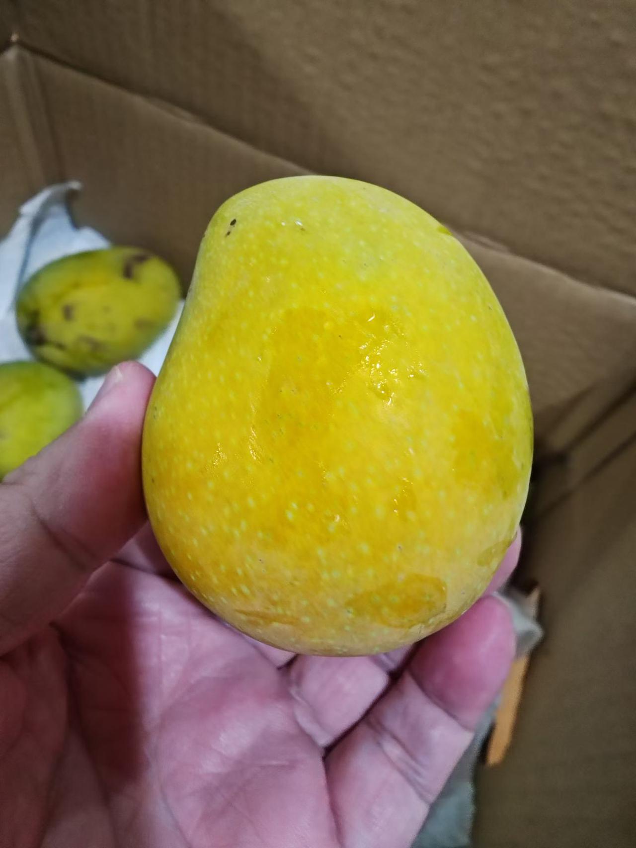 这并非芒果🥭，而是高州仙桃。高州仙桃的主要出产地为三个乡镇：曹江、谢鸡、新洞。