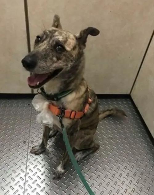 “又是一只狗惹的祸！”上海，一女子牵宠物狗出电梯，吓到等电梯的儿童，孩子父亲对女