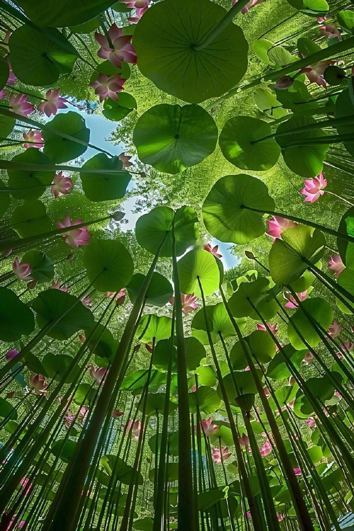 “ 误入藕花深处 ...” 
