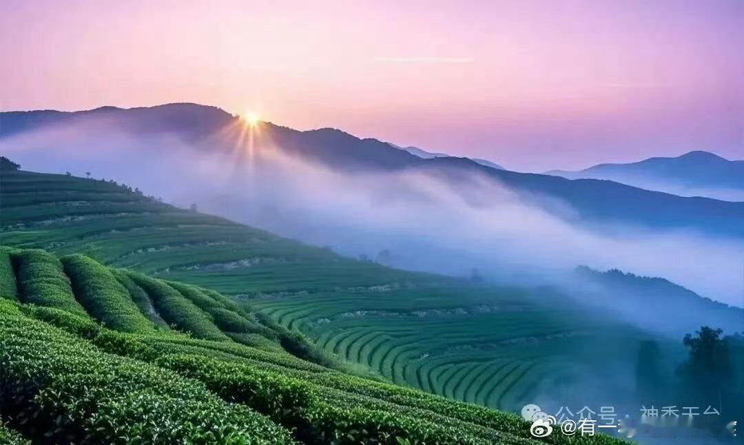 台州天台将茶叶变成带富一方的金叶子千年茶香焕新颜！天台以茶为媒，靠合作社兜底、企