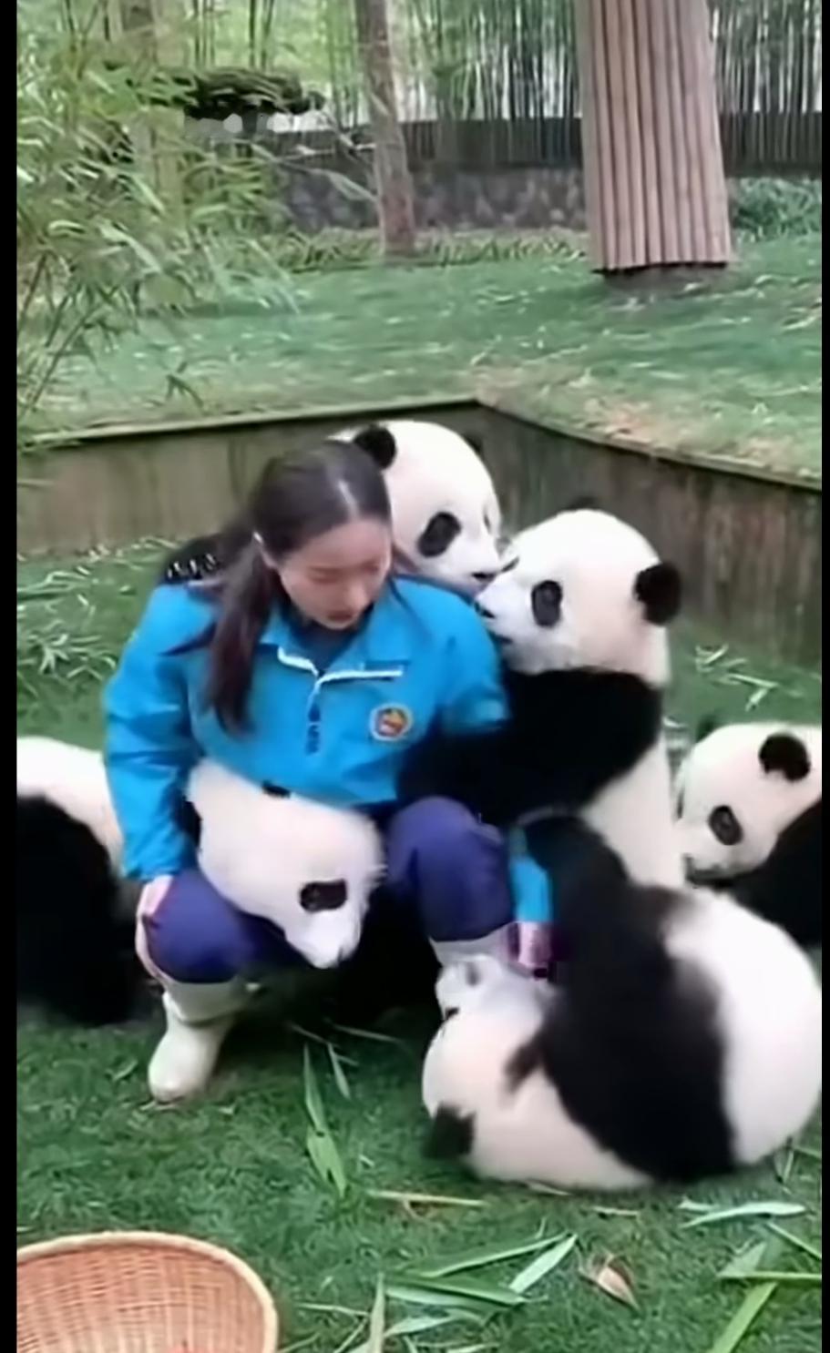 好温馨的画面呀！身边围着一大堆可爱的国宝，这才叫做“腰缠万贯”。