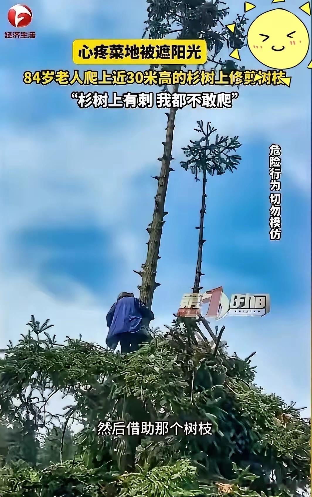 太胆大了！湖南84岁老人嫌树遮了菜地阳光，竟徒手爬上10层楼高的杉树修剪，老人家