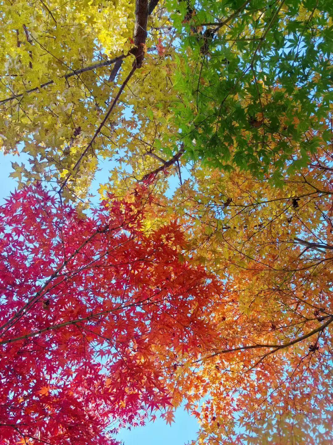 青岛的秋天真美，无滤镜无美颜。