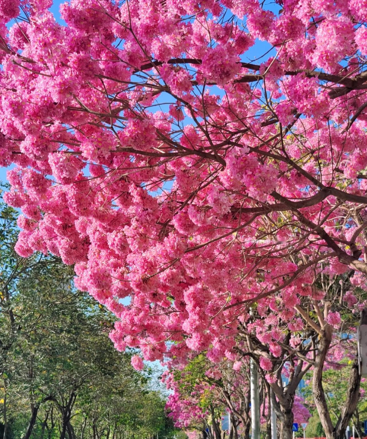 可以分享一张秋景的树叶的照片吗？南方这边冬季好像没有多大变化，一年四季如春，鲜花