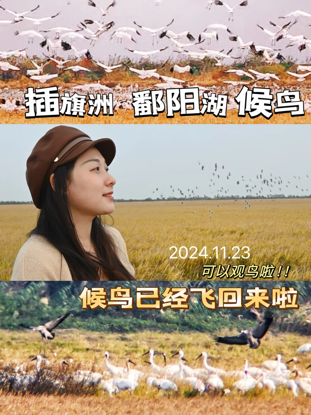 鄱阳湖可以近距离看候鸟啦❗插旗洲 白鹤洲