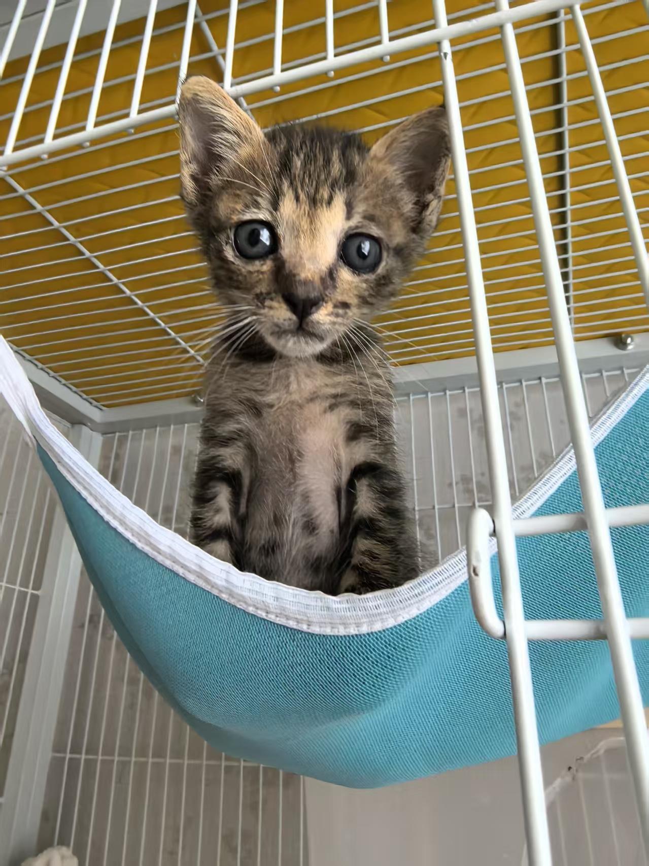 珠海，救助的流浪猫寻找爱心领养

宠物品种:狸花
宠物名 ：小松塔
性别 ：公母