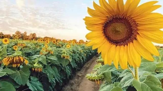 昨天下午下班后，我去菜园栽茄子苗，恰好遇到了两年未见的女邻居。
我老远就跟她打招