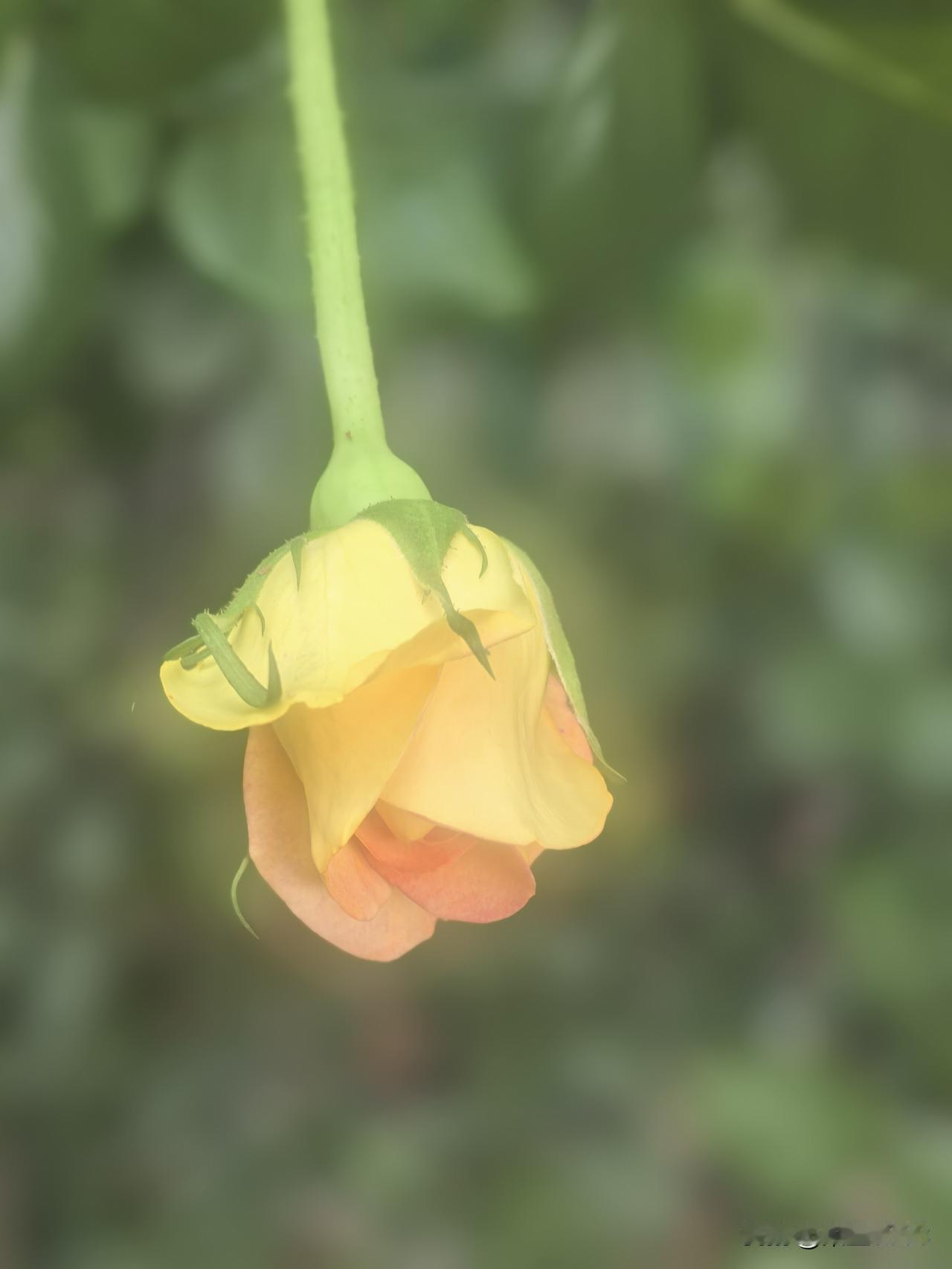 关于相亲这件事，我始终是抗拒的，所以我从未相过亲。我年轻时认为，只要是去相亲之人