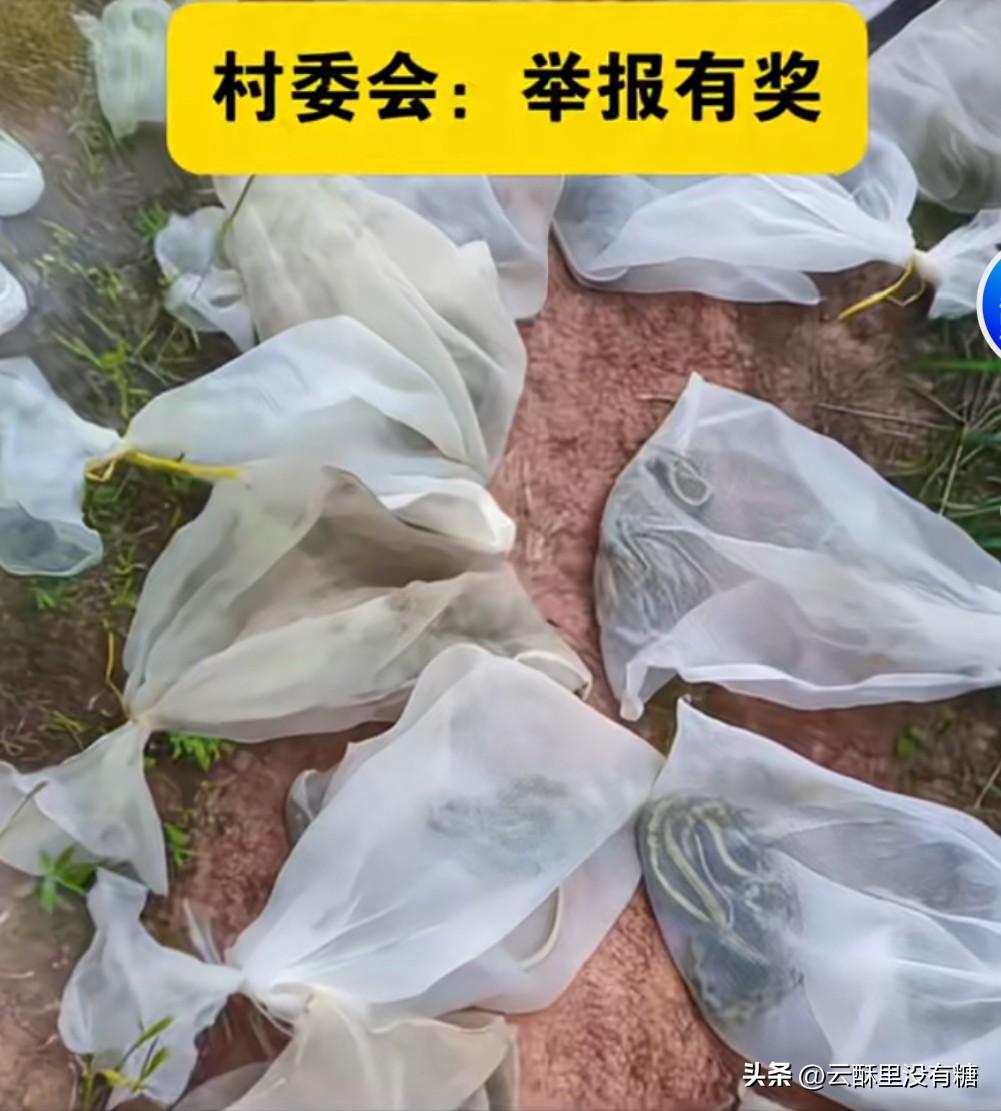 3米长大蛇被成袋放生，村民吓得不敢下地！村委会紧急喊话：举报有奖

手臂粗、3米