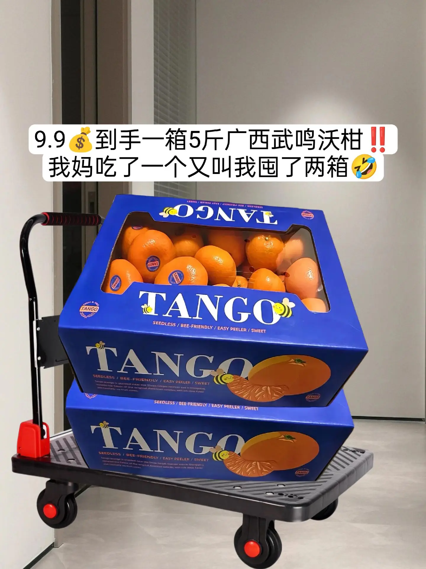 他被誉为柑橘皇后，人送外号沃柑公主的广西武鸣沃柑，它皮薄肉厚，非常好扒...