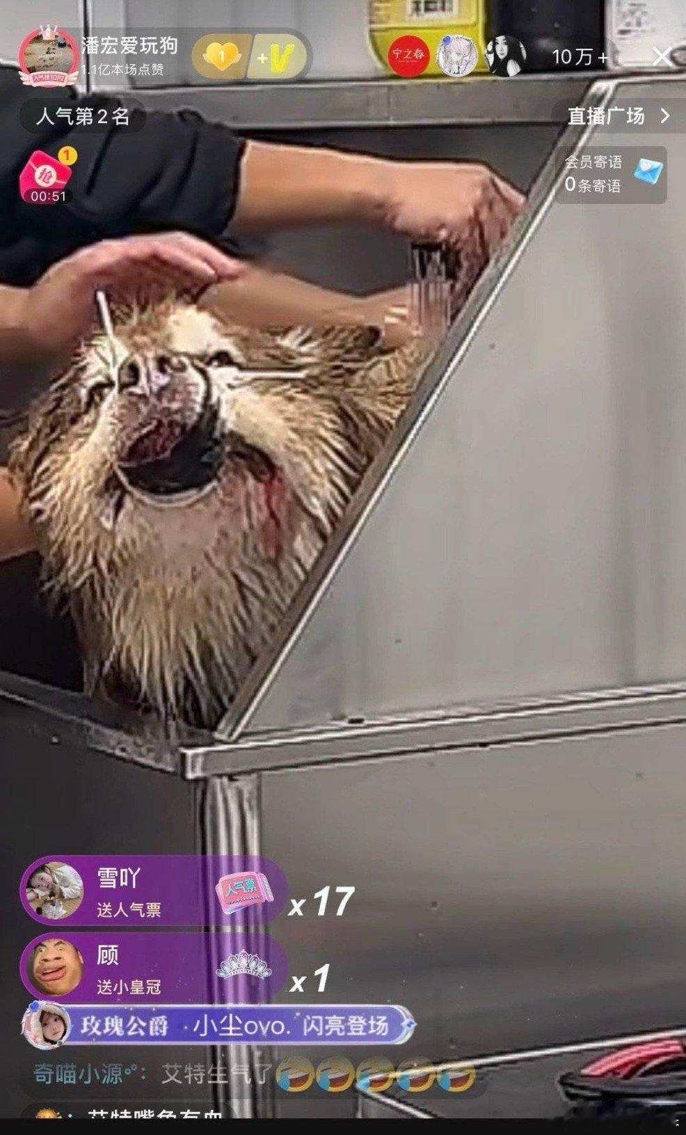 潘宏 它养的狗的待遇也确实如同缅ㄑ北猪仔，因为是对动物这么做，所以还有很多人嘻嘻