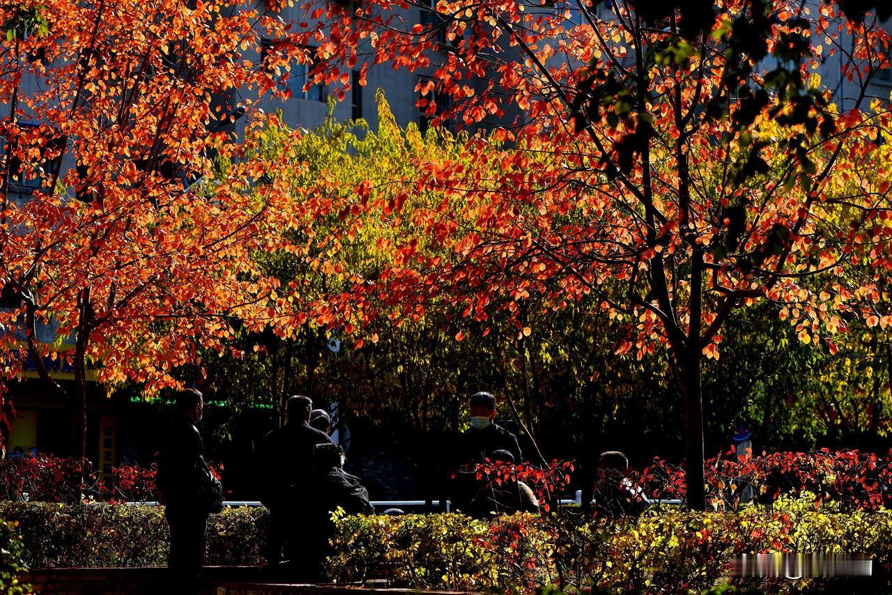 南湖公园四季掠影（五）
秋季景色：