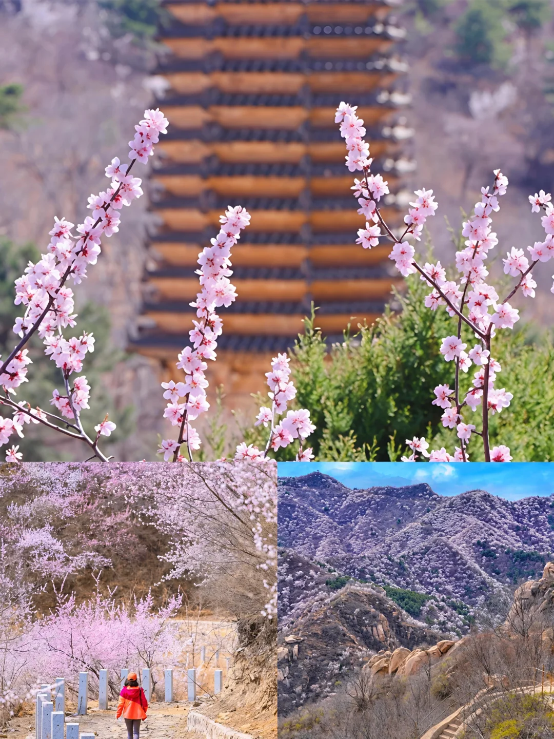 🌸银山塔林·粉色花海徒步记