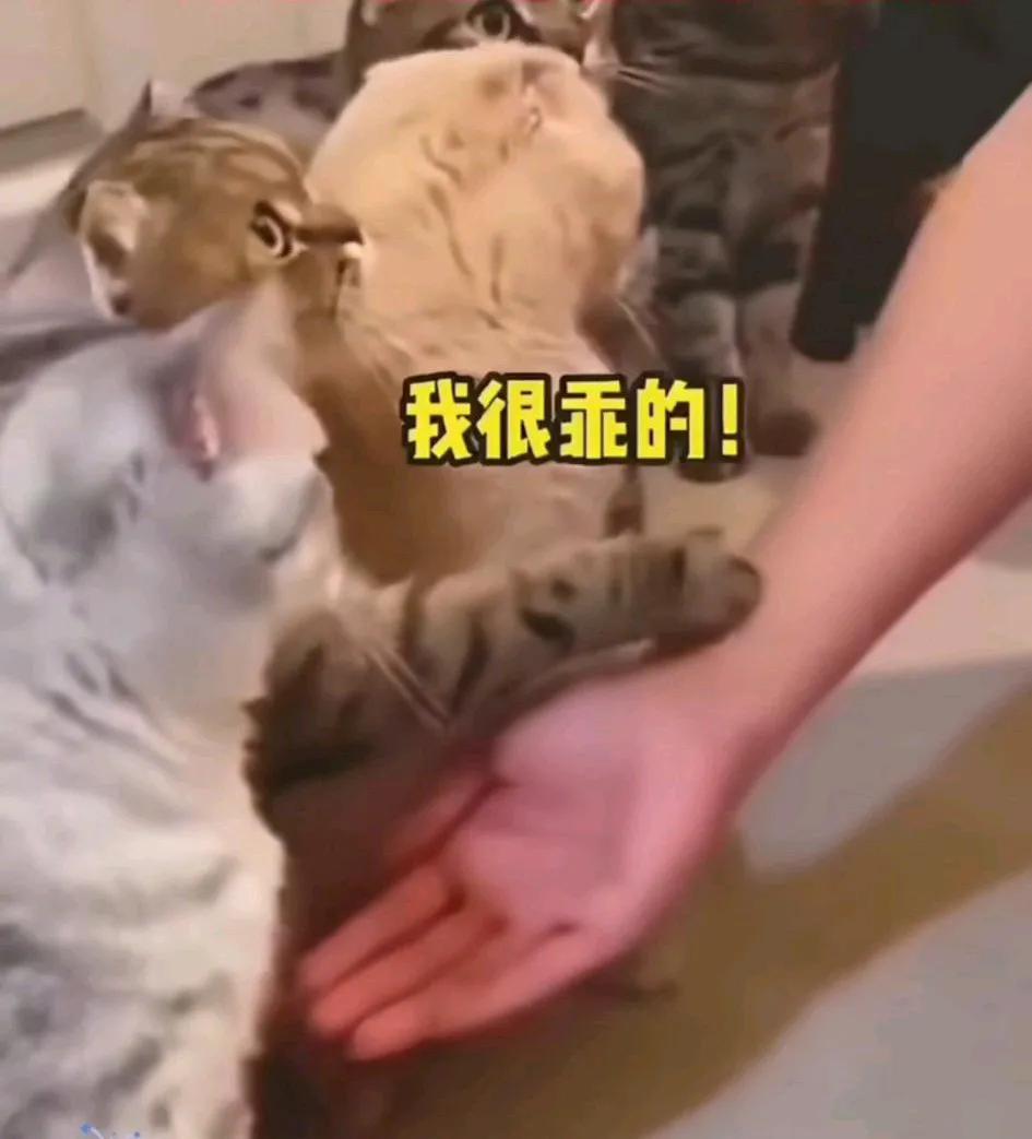 动物和人一样，有呆傻的，有聪明的。一只小猫咪太聪明了，竟然懂得“毛遂自荐”！绝对