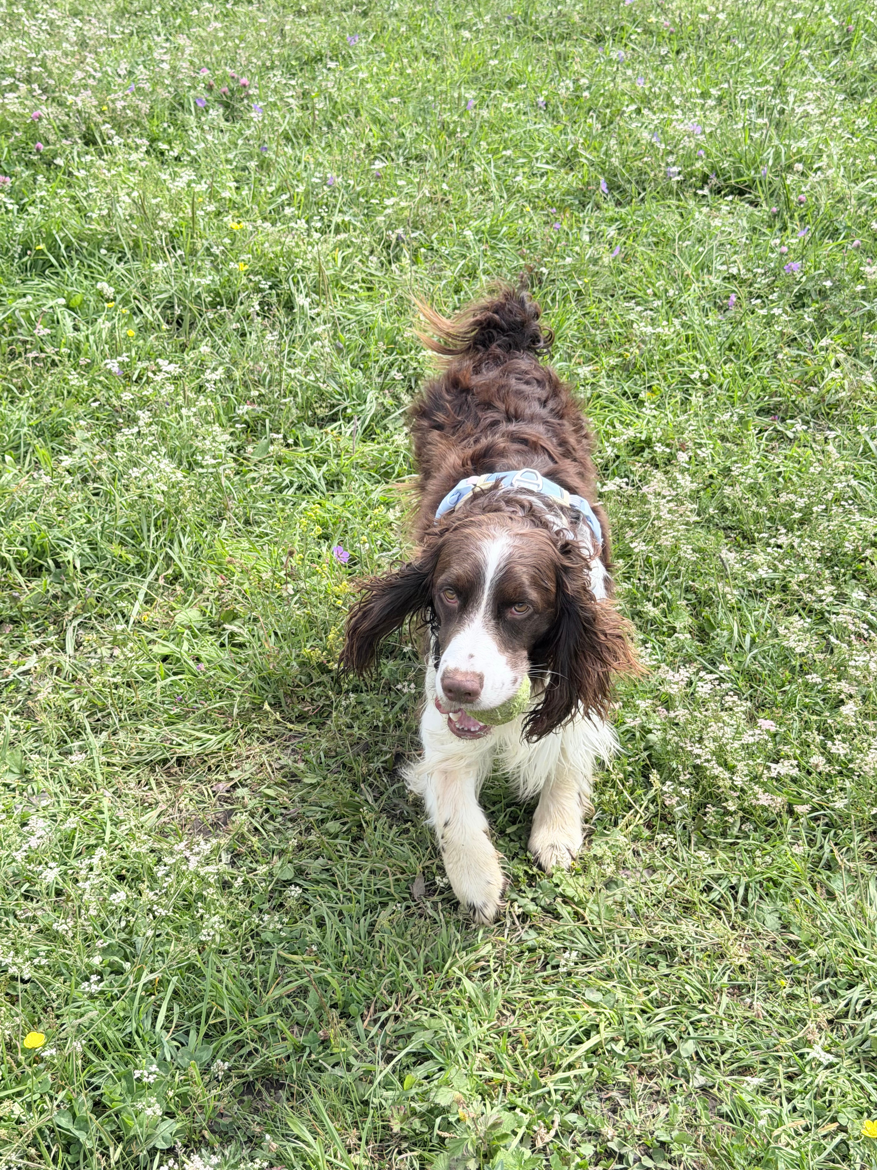 在伊昭公路认识一个小狗🐕叼球给我玩🎾 