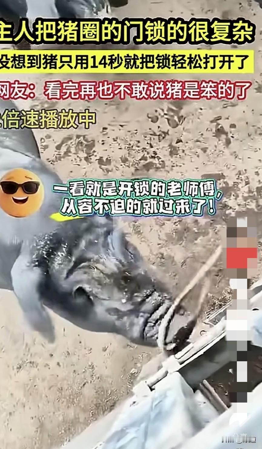 主人把猪圈门锁的很复杂，没想到猪仅用14秒就把门给打开了，一气呵成，一点都没思考