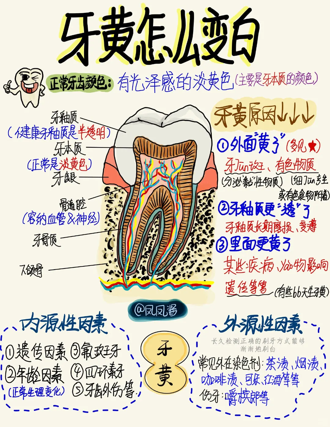 📖手绘笔记 |牙黄怎么变白 建议点赞收藏