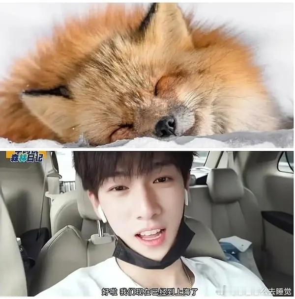 李昀锐是很标准的🦊系帅哥啊 