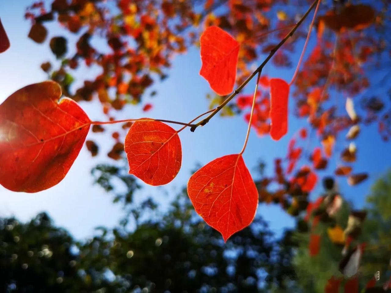 清江引·红叶情
枫林叶赤秋意涌，
染透层林梦。
秋声漫碧空，
怅惘愁情重。
红叶