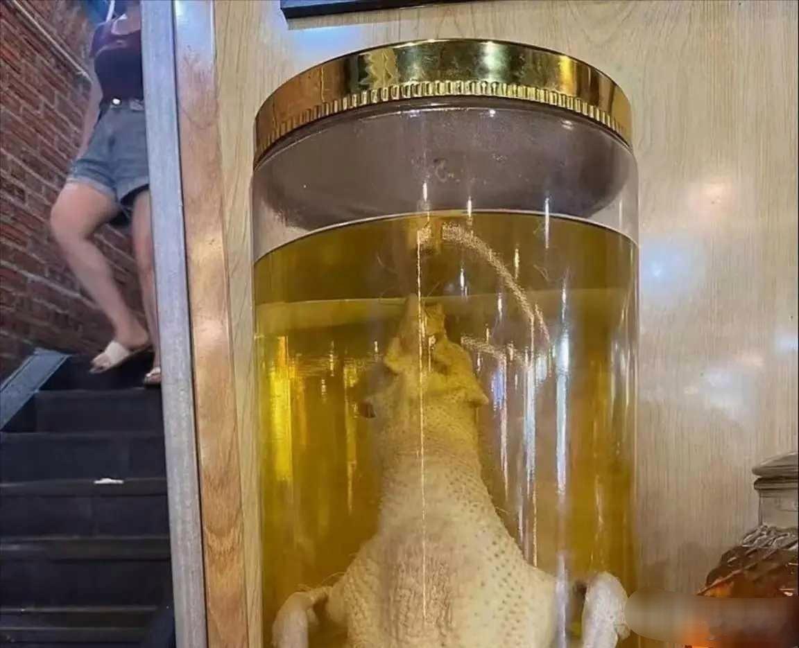 一个敢泡一个敢喝 真是太牛了
