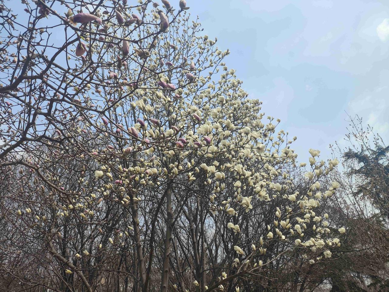 我的今日状态：🥲强颜欢笑
我这里的天气：☀️晴天
      本想直奔农贸市场
