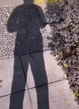 狗：我感觉我一直活在他的阴影里