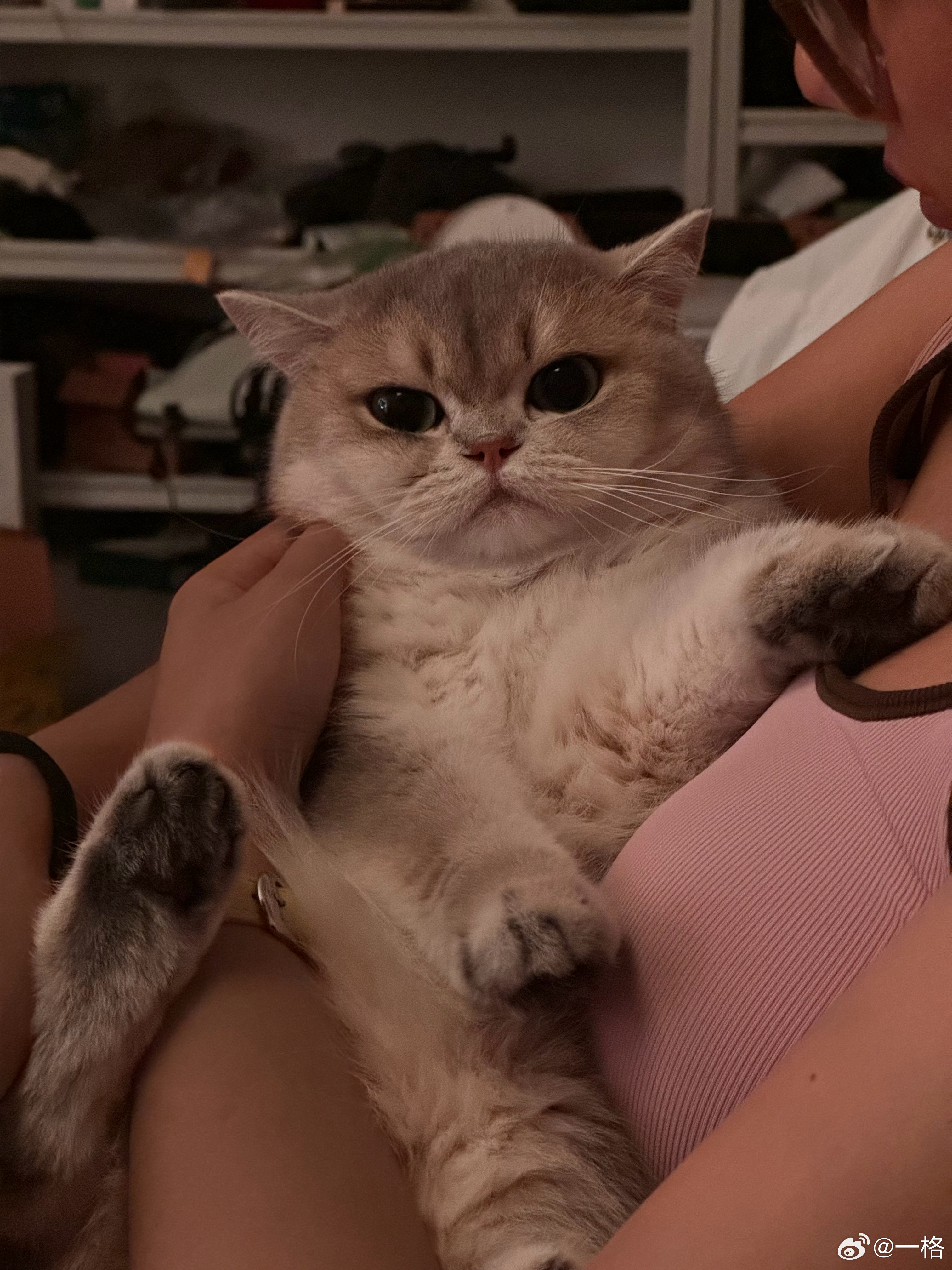 请叫我们养猪大户[嘻嘻] ​​​