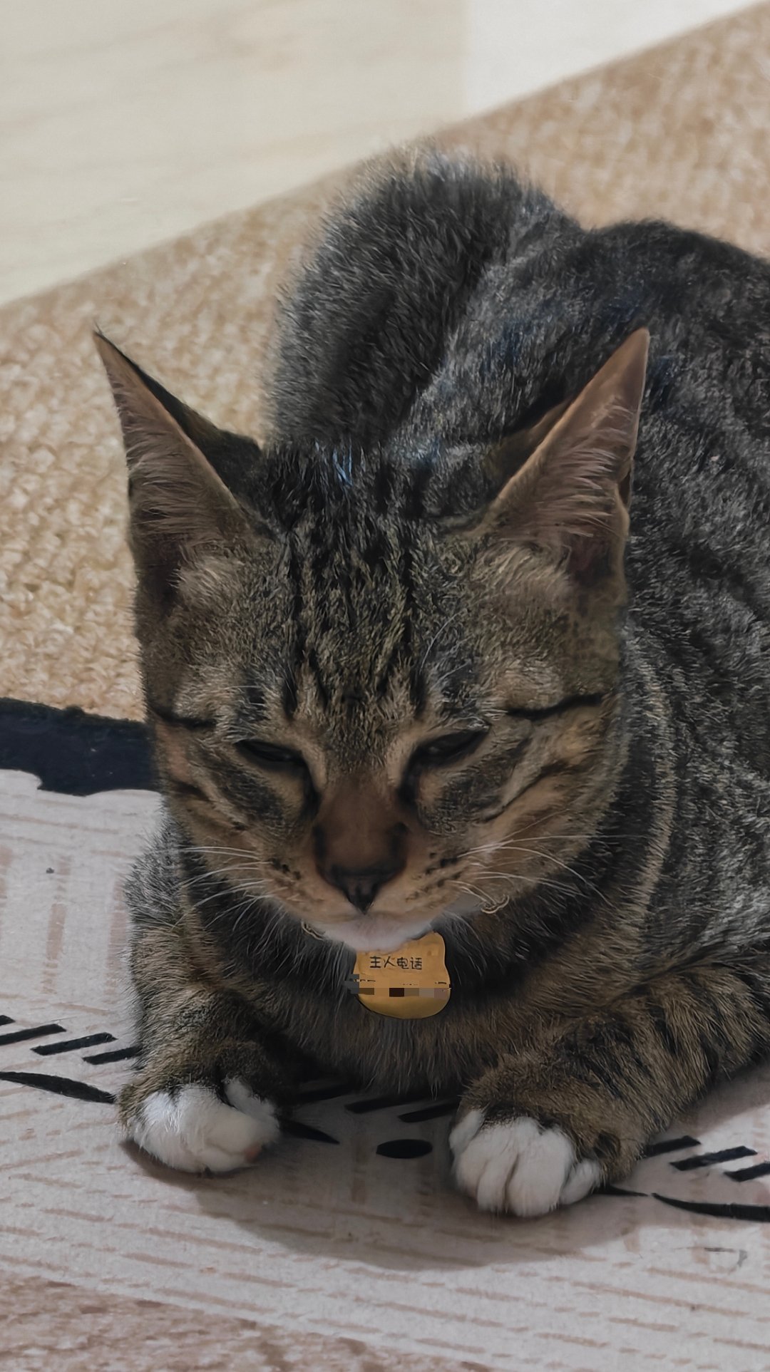 下班后的治愈时刻，全靠这只小可爱可爱小猫