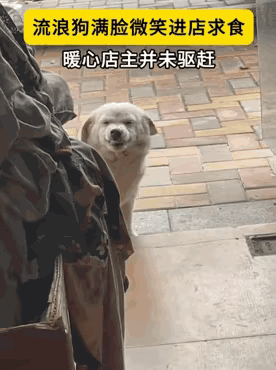 狗狗笑的让人眼眶湿润，遇到了就力所能及地帮助它，都是来世上走一遭，不容易。