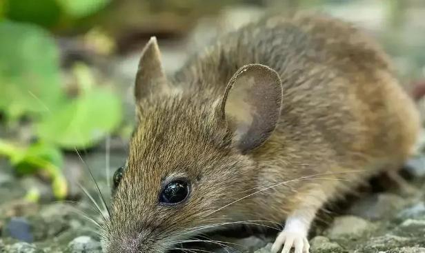 1968年，陕西一老农丢了3块5角，儿子说在老鼠洞。老农气急刨了老鼠洞，却发现一