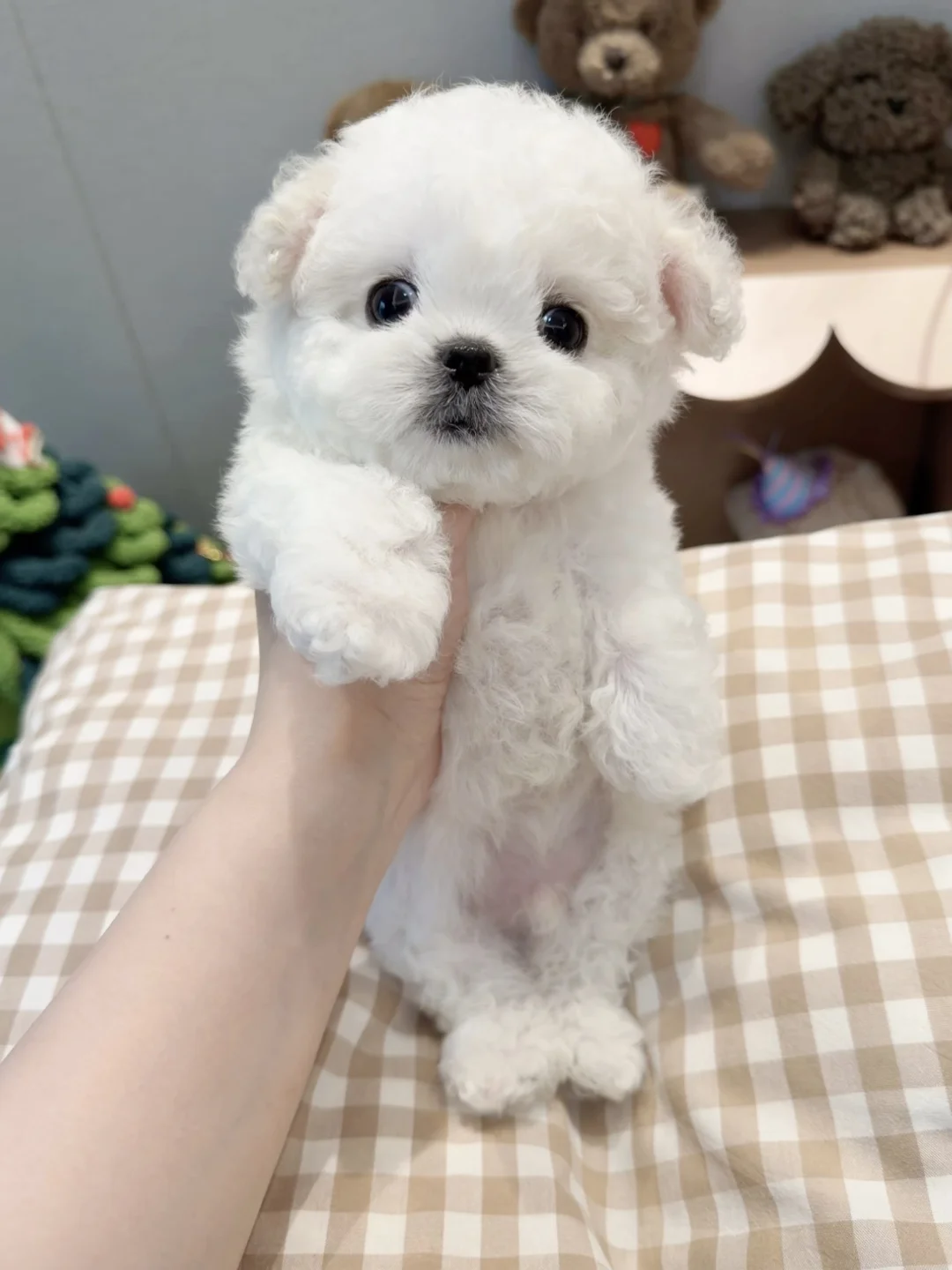 韩系比熊宝宝｜弟弟蹲新家🏠