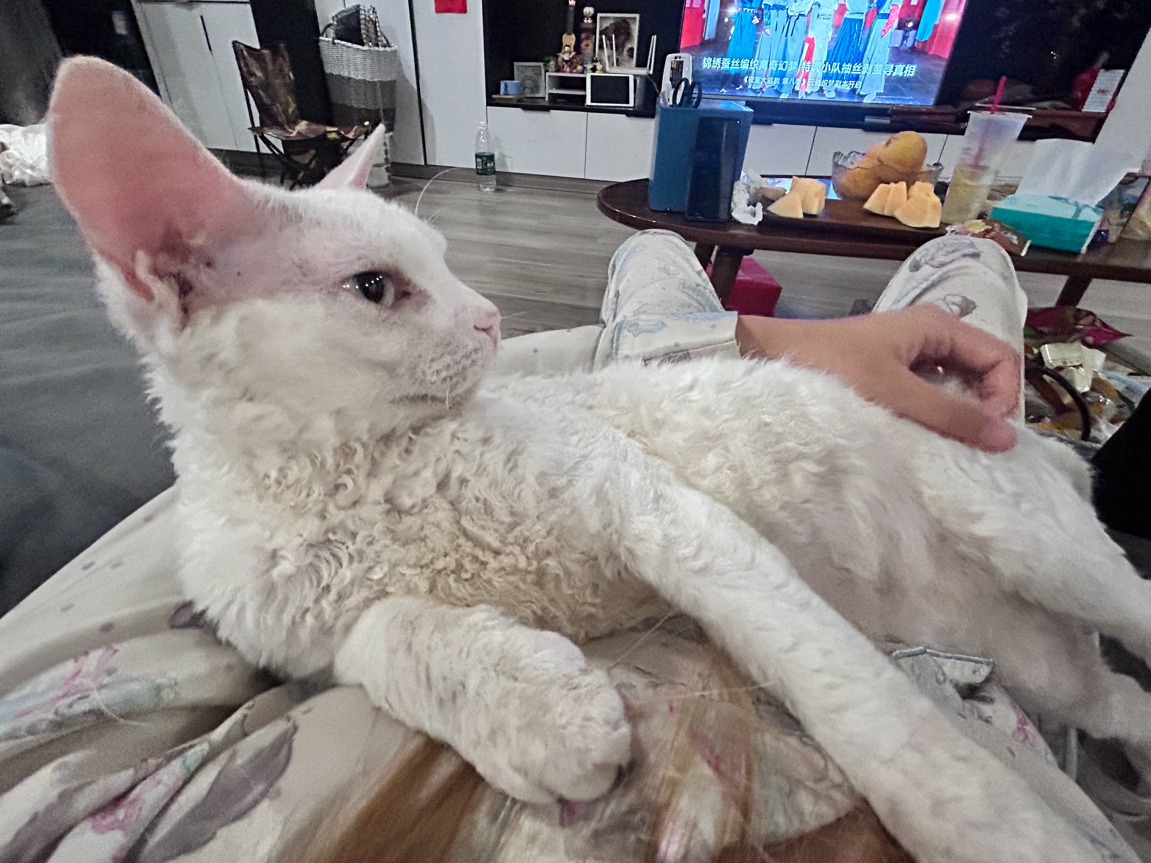 你们家里有这么粘人的小猫咪吗[求关注][求关注] ​​​