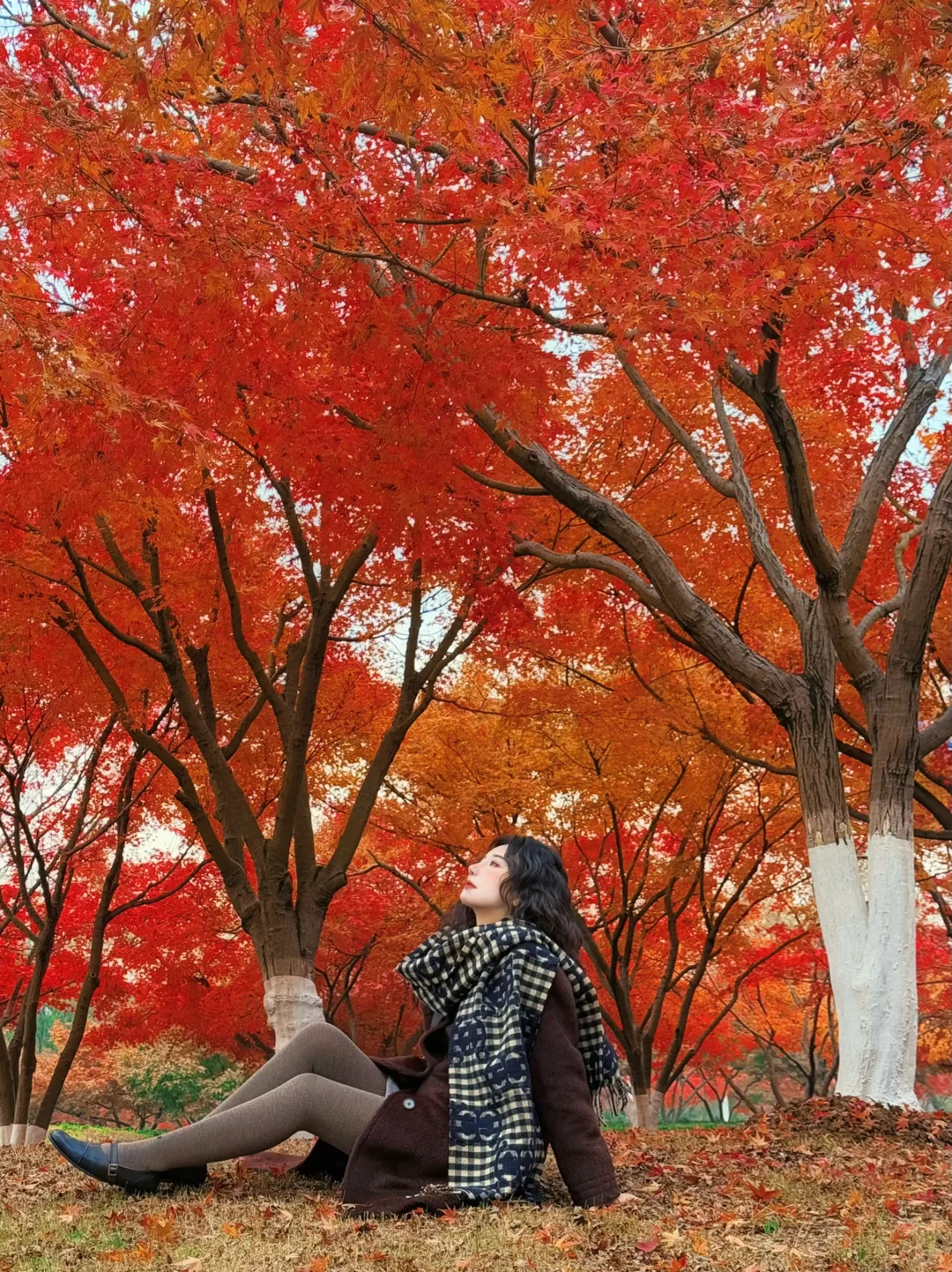 南京马路边的红枫🍁和一生要出片的中国女人